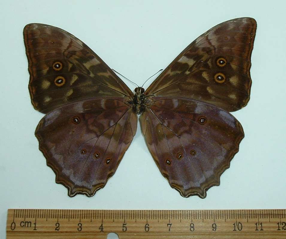 Male - Ventral View<br>(Origin of the Specimen: Panama, Dec. 2002)