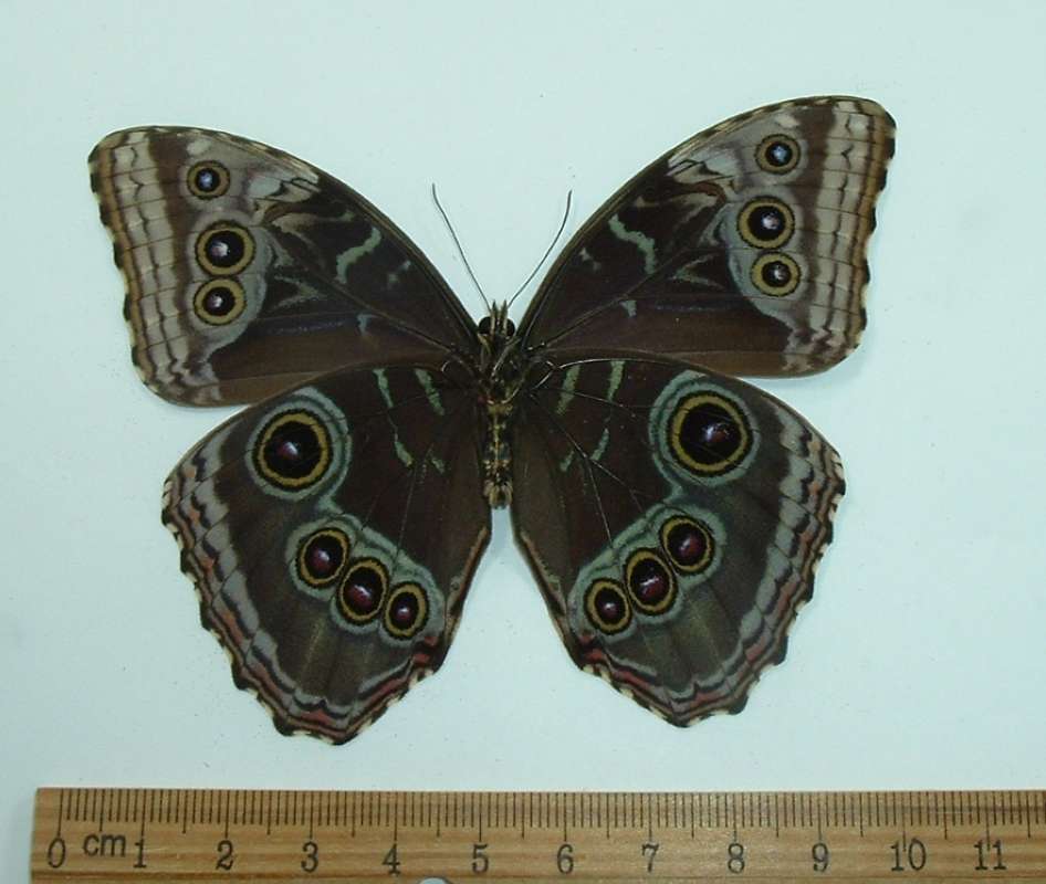 Male - Ventral View<br>(Origin of the Specimen: San Jose,  Costa Rica, April)