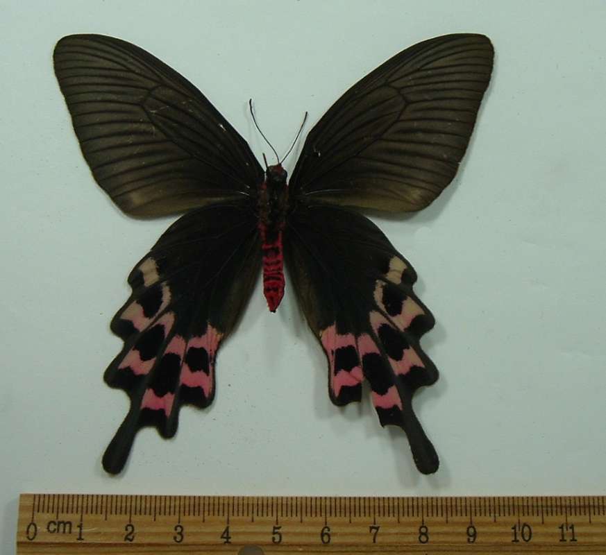 Female - Ventral View<br>(Origin of the Specimen: Laos, April 1999)