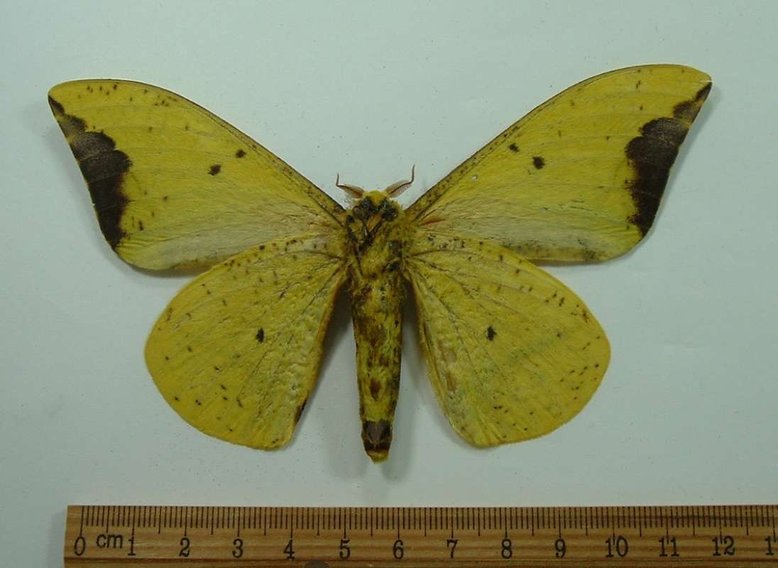 Male - Ventral View<br>(Origin of the Specimen: Golfeto, Costa Rica, June 2001)