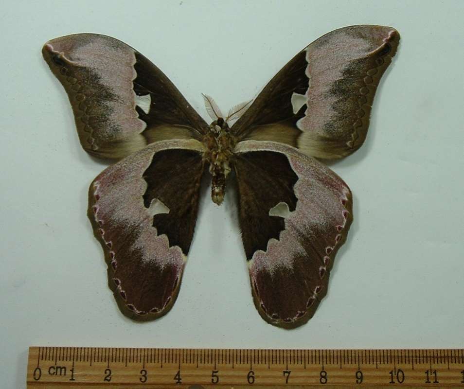 Male - Ventral View<br>(Origin of the Specimen: Golfeto, Costa Rica, April)