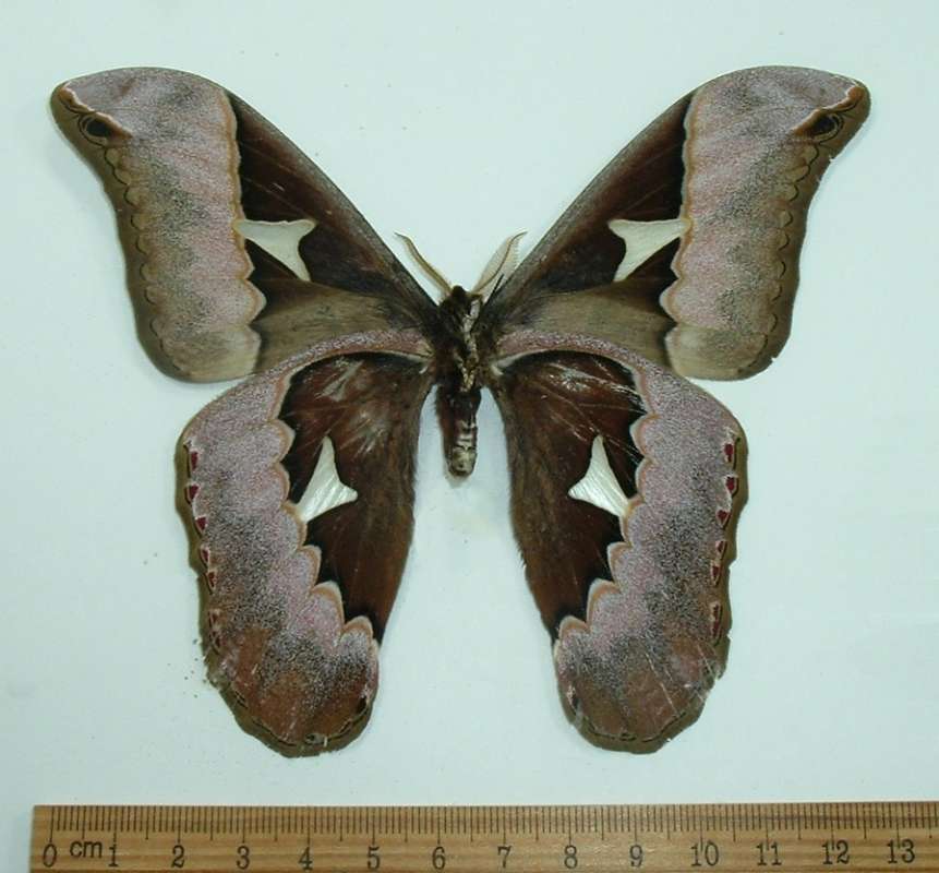 Male - Ventral View<br>(Origin of the Specimen: Costa Rica, June)