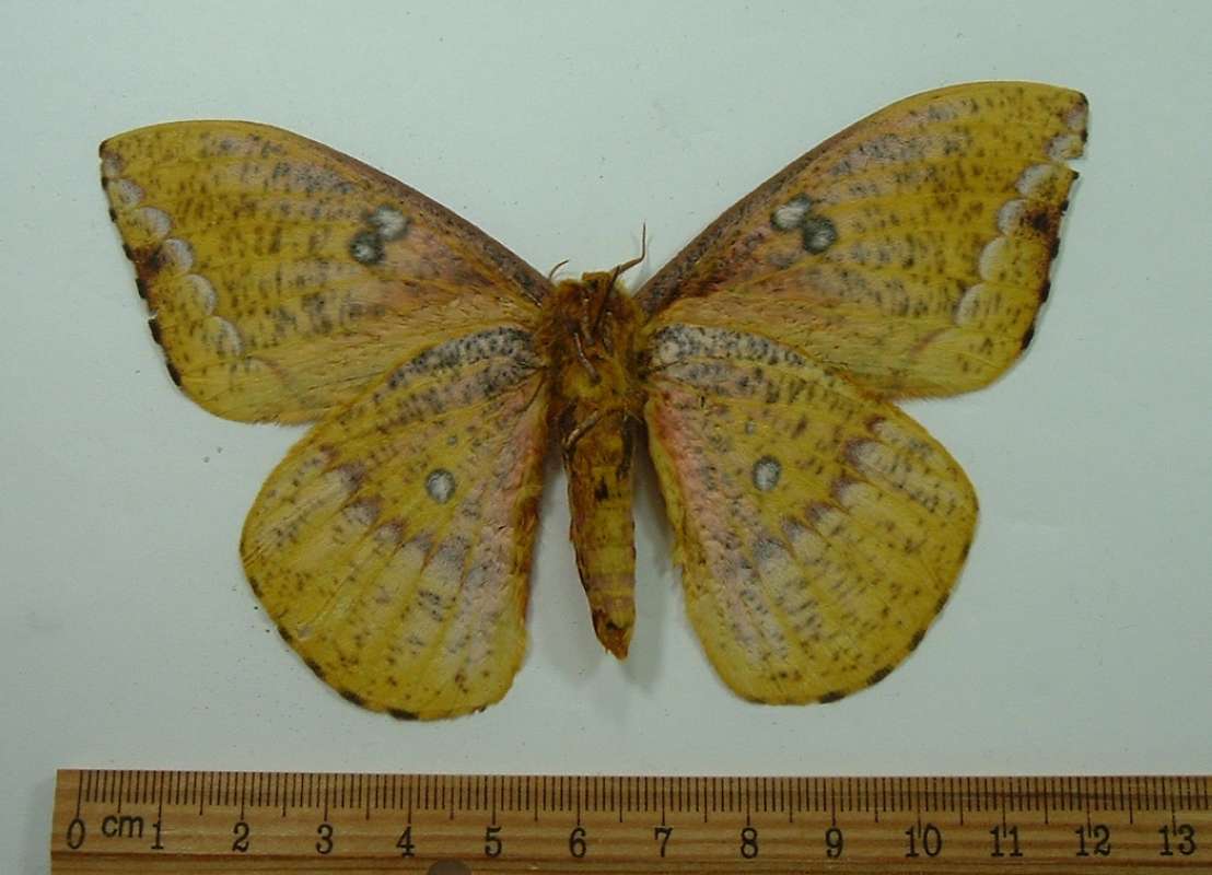 Male - Ventral View<br>(Origin of the Specimen: Golfeto, Costa Rica, April)