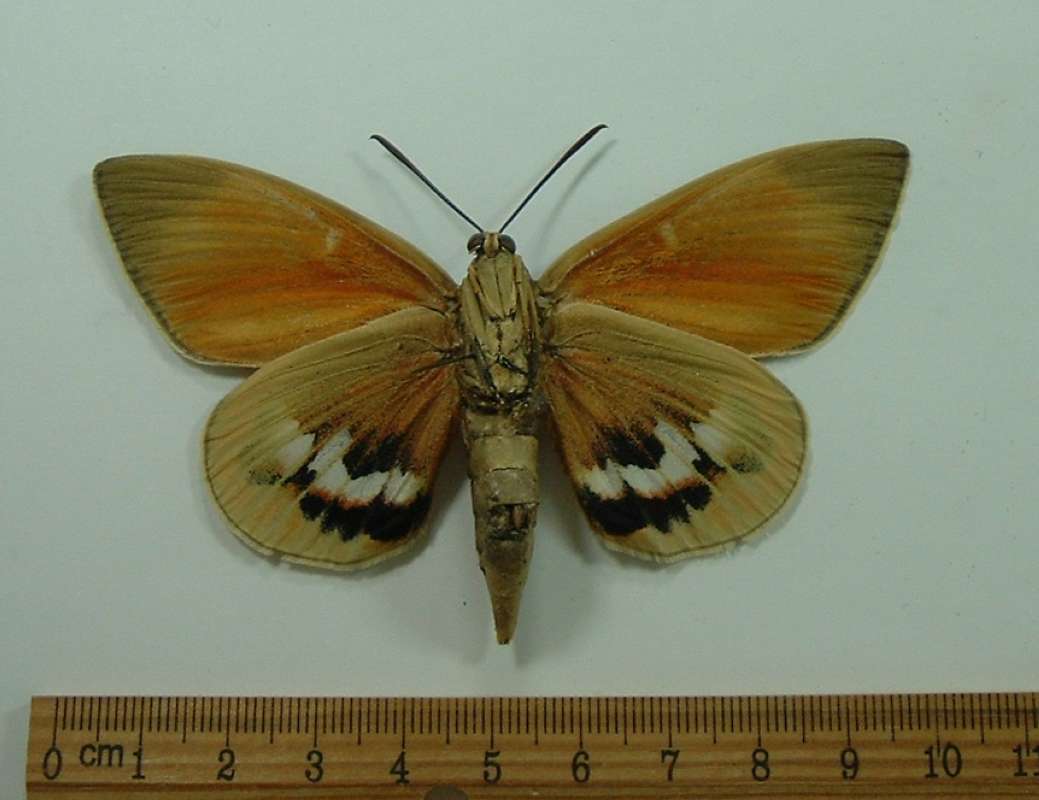 Male - Ventral View<br>(Origin of the Specimen: Spain, May 2010)