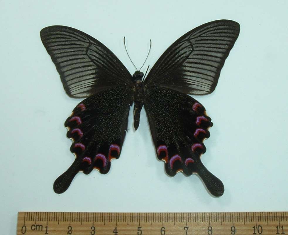 Male - Ventral View<br>(Origin of the Specimen: China, Aug 23, 1992)