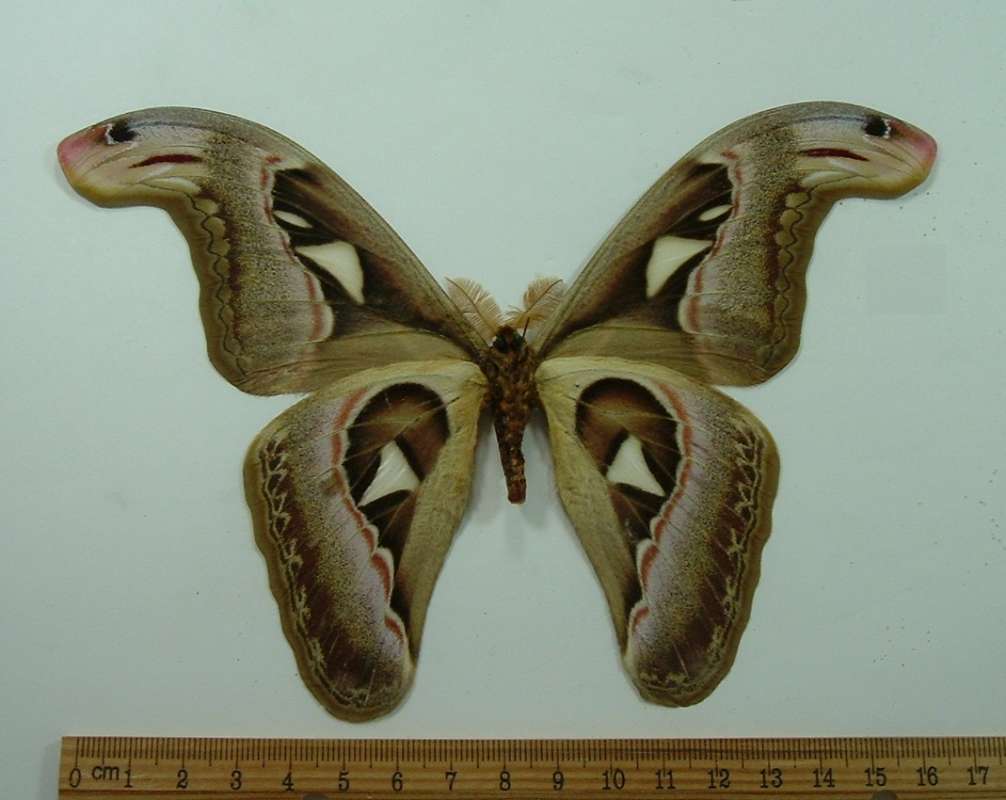 Male - Ventral View<br>(Origin of the Specimen: Bali, Eastern Indonesia, December)