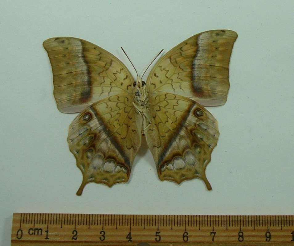 Female - Ventral View<br>(Origin of the Specimen: Golina Forest, Kenya, Aug, 2004)