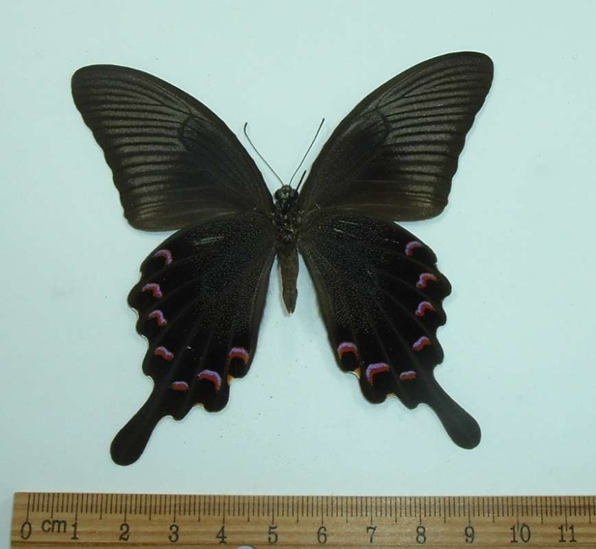 Male - Ventral View<br>(Origin of the Specimen: Nantou, West Taiwan, June 2003)