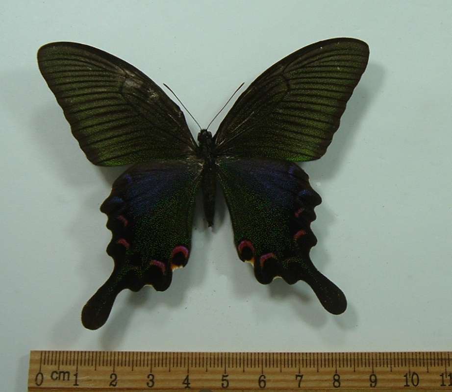 Female - Dorsal View<br>(Origin of the Specimen: Nantou, West Taiwan, June 2003)