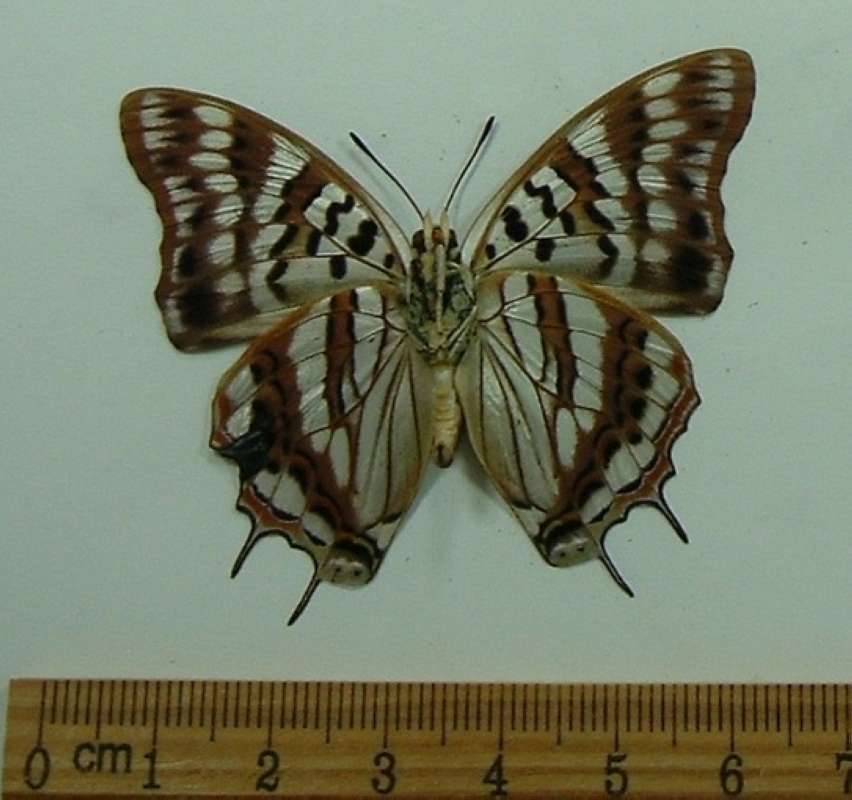 Male - Ventral View<br>(Origin of the Specimen: Cameroon, May 30)
