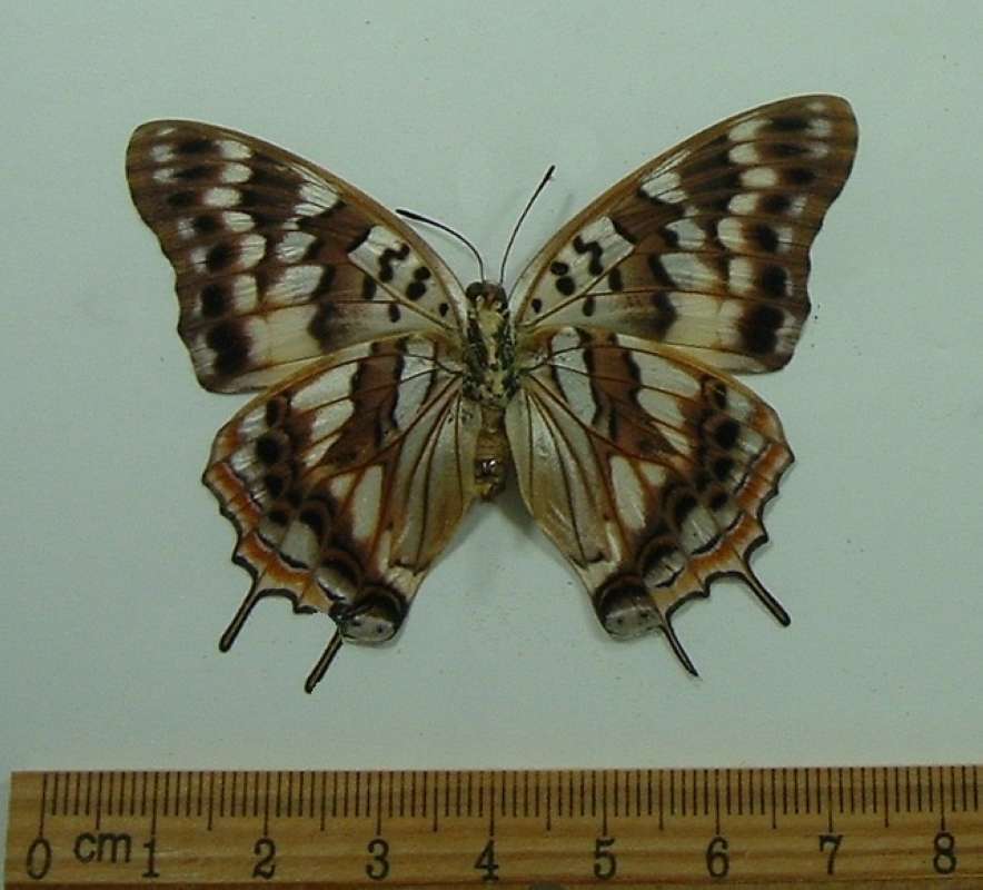 Female - Ventral View<br>(Origin of the Specimen: Cameroon, May 30)