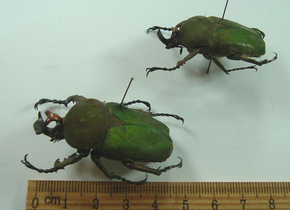 Two Males, View of Horns<br>(Origin of the Specimen: Nandi Hills, Kenya)