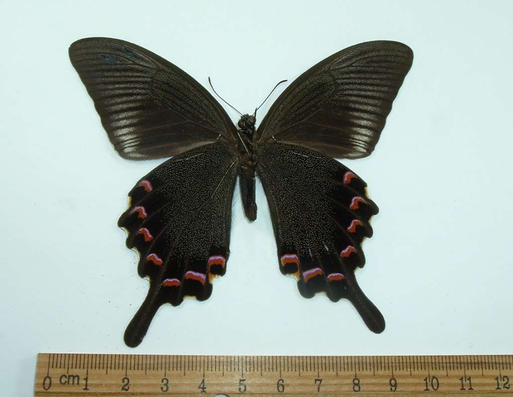 Male - Ventral<br>(Origin of the Specimen: Okinawa, 2001)