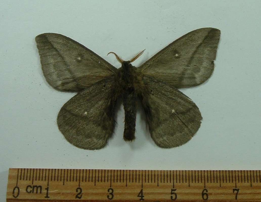 Male - Ventral View<br>(Origin of the Specimen: Cuzco, Peru, March 1998)