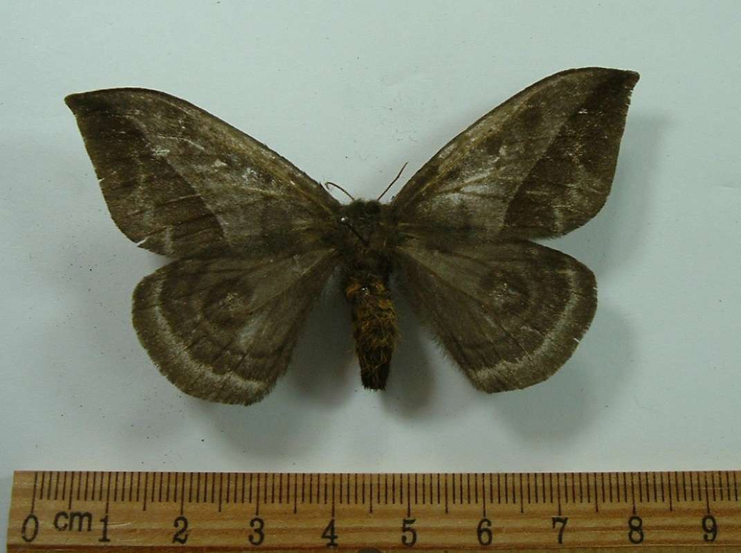 Female - Dorsal View<br>(Origin of the Specimen: Cuzco, Peru, March 1998)