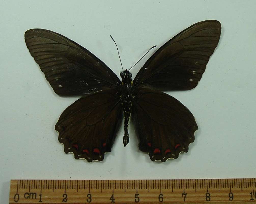 Male - Ventral View<br>(Origin of the Specimen: Trinidad, April 1999)
