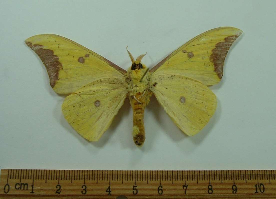 Male - Ventral View<br>(Origin of the Specimen: Putumayo, Colombia, about 1976-78)
