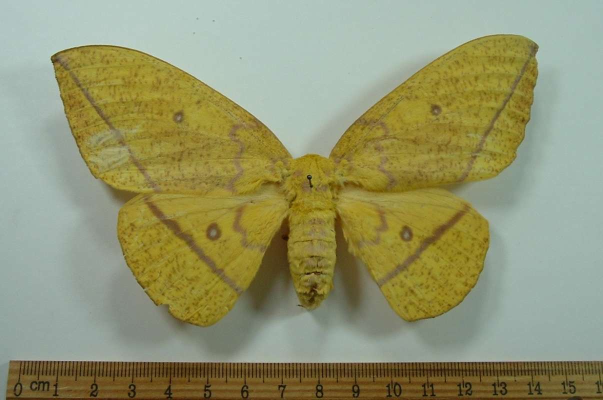 Female - Dorsal View<br>(Origin of the Specimen: Putumayo, Colombia, about 1976-78)