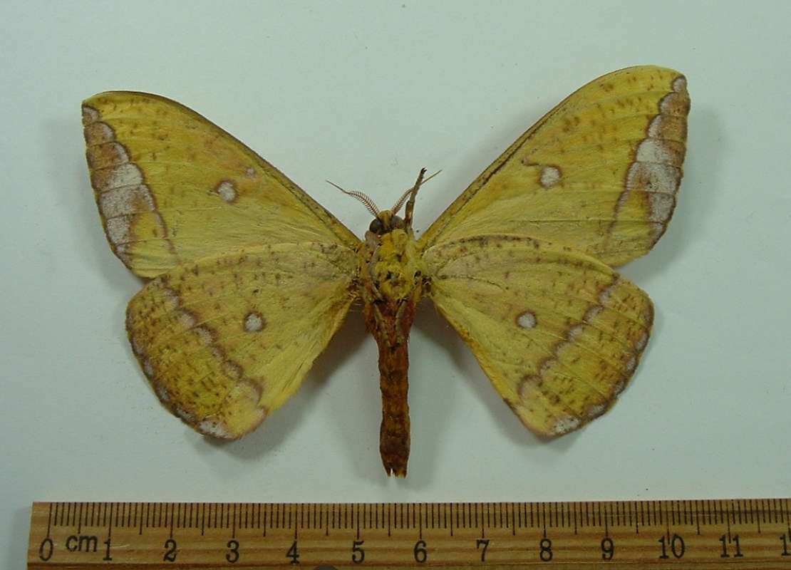 Male - Ventral View<br>(Origin of the Specimen: Bred John Weiss, Dec. 1968)