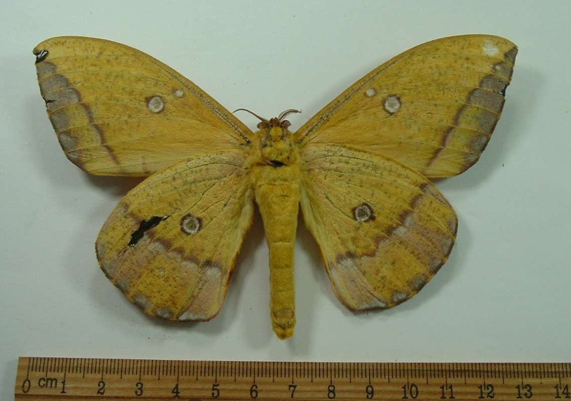Male - Ventral View. Tiny Repair.<br>(Origin of the Specimen: Ecuador, Sept 2011)