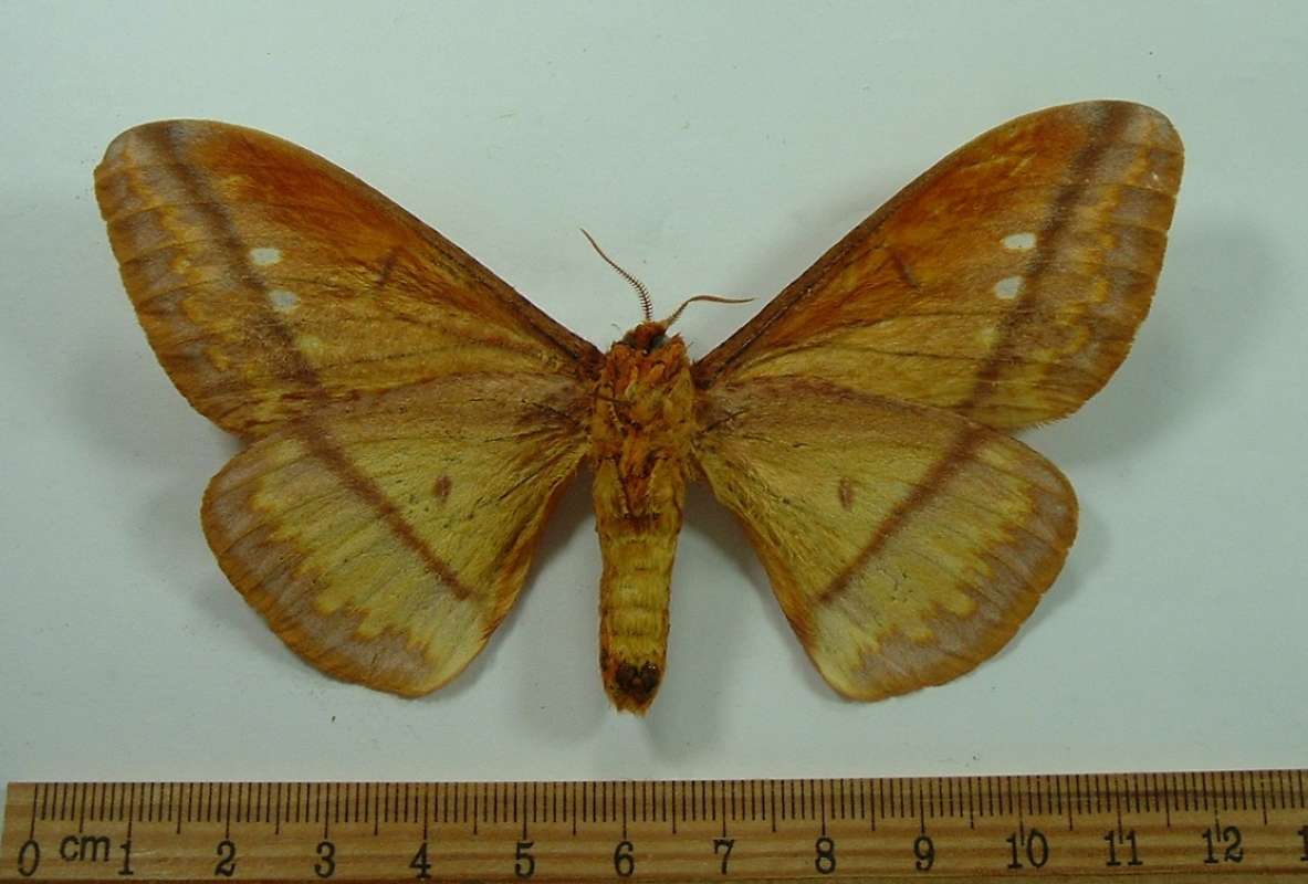 Male - Dorsal - Bred By John Weiss, 1976<br>(Origin of the Specimen: St Catarina, Brazil)