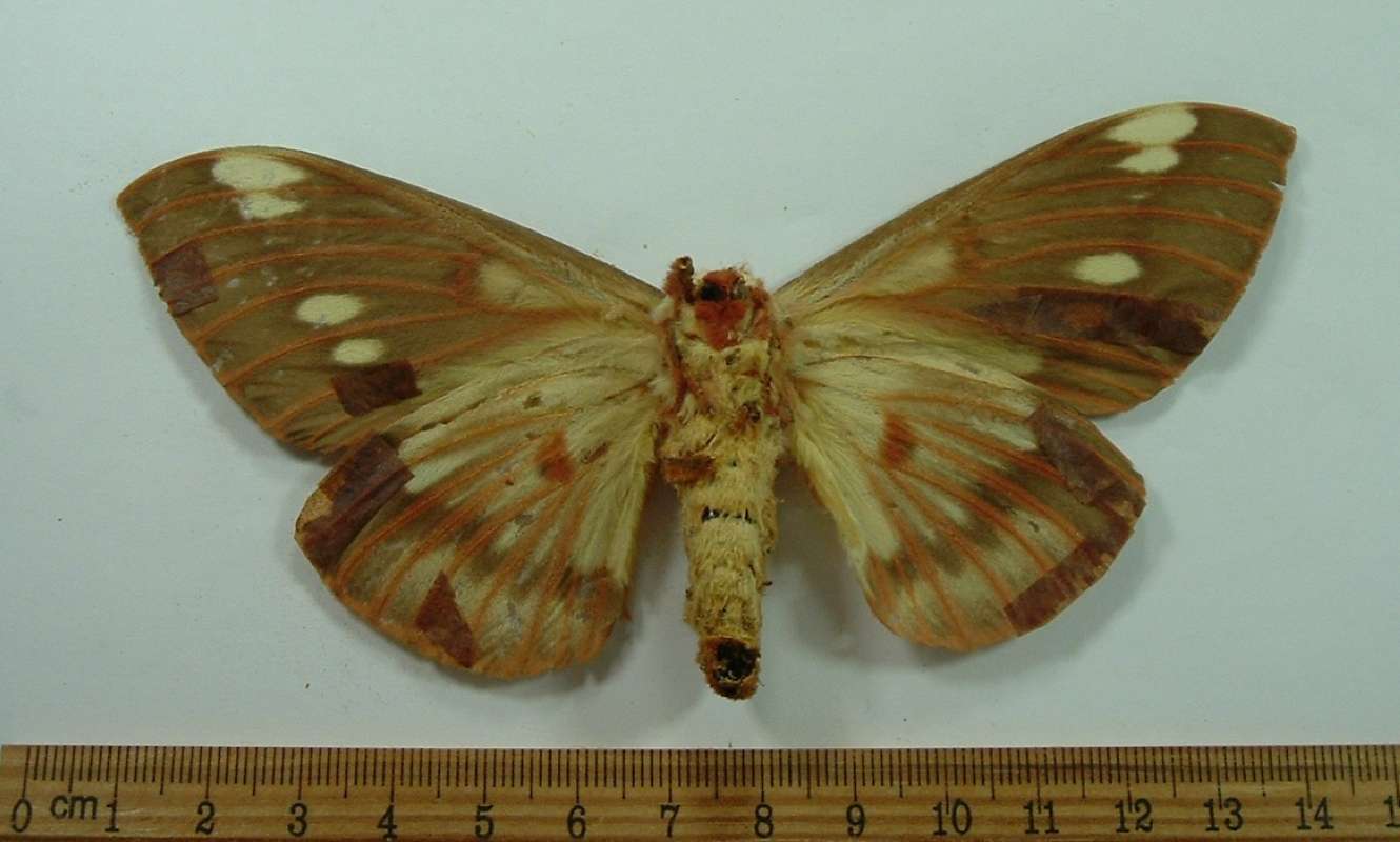 Female - Ventral<br>(Origin of the Specimen: Probably Bred Circa 1950)