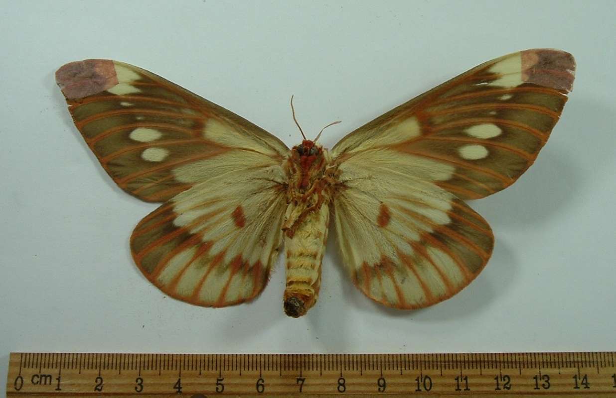 Female -Vental View<br>(Origin of the Specimen: Mexico, Circa 1965)