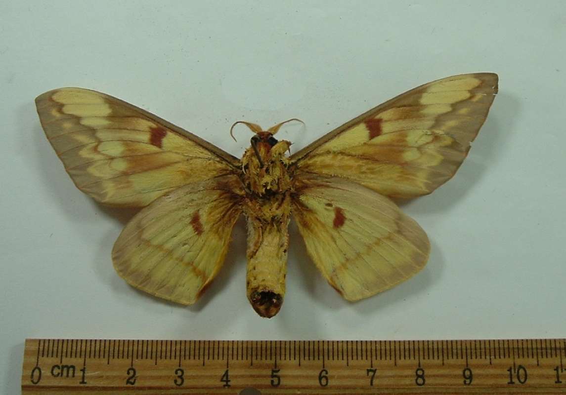 Male - Ventral View<br>(Origin of the Specimen: Trinidad, May 1971)