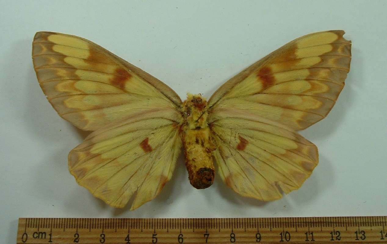 Female - Ventral View<br>(Origin of the Specimen: Trinidad, May 1971)