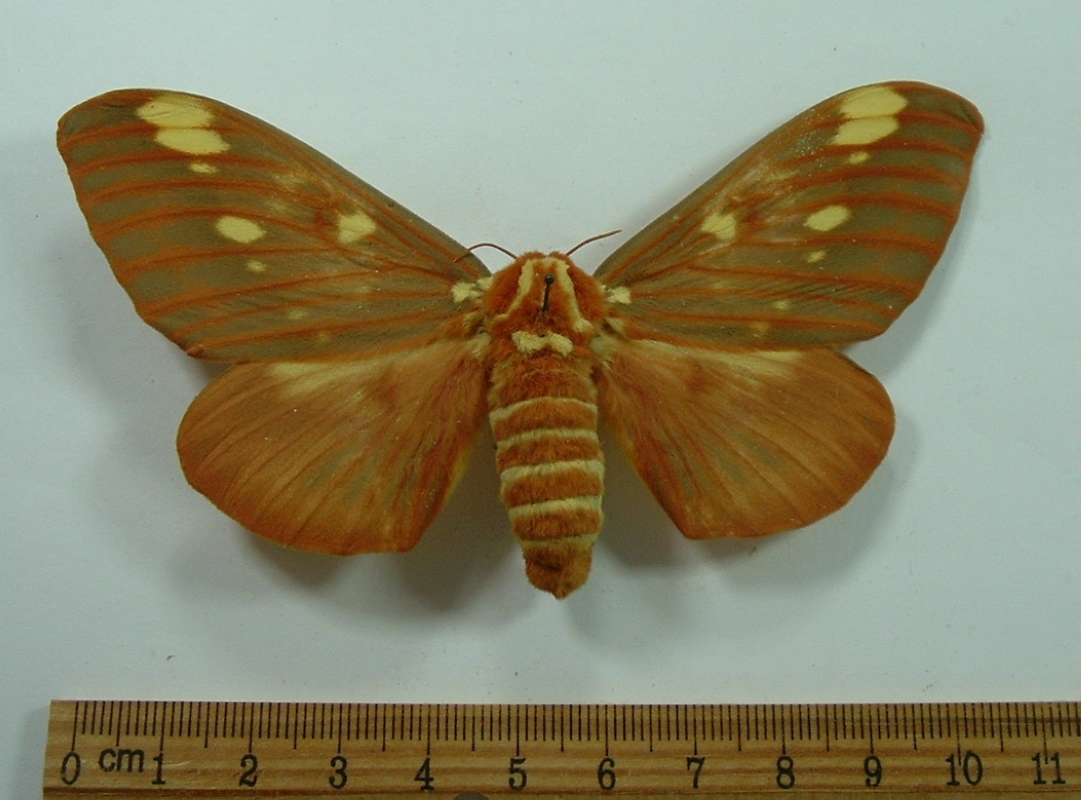 Female - Dorsal View<br>(Origin of the Specimen: Bred, Probably in Chicago)