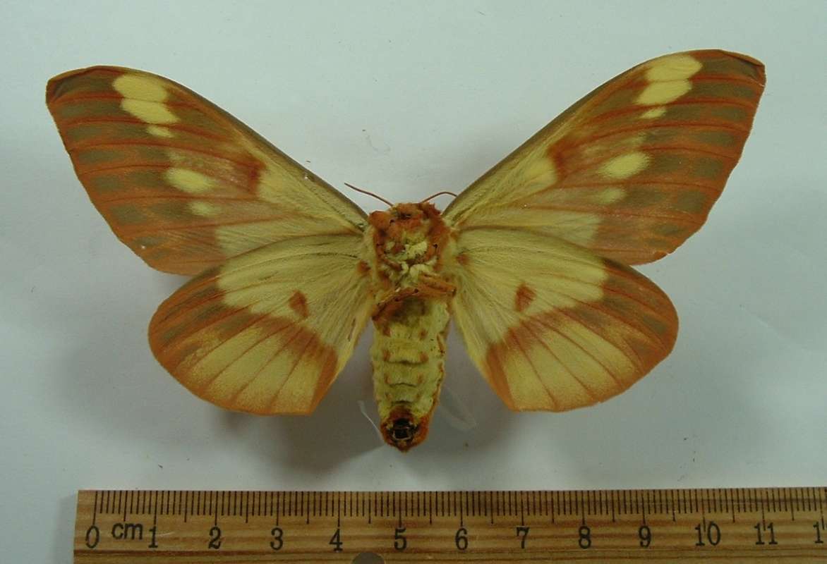 Female - Ventral View<br>(Origin of the Specimen: Bred, Probably Prior to 1950)