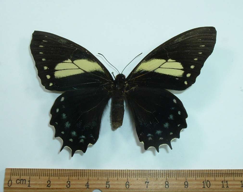 Female - Dorsal View - Poor Specimen<br>(Origin of the Specimen: Cuzco, Peru, Dec.2009)