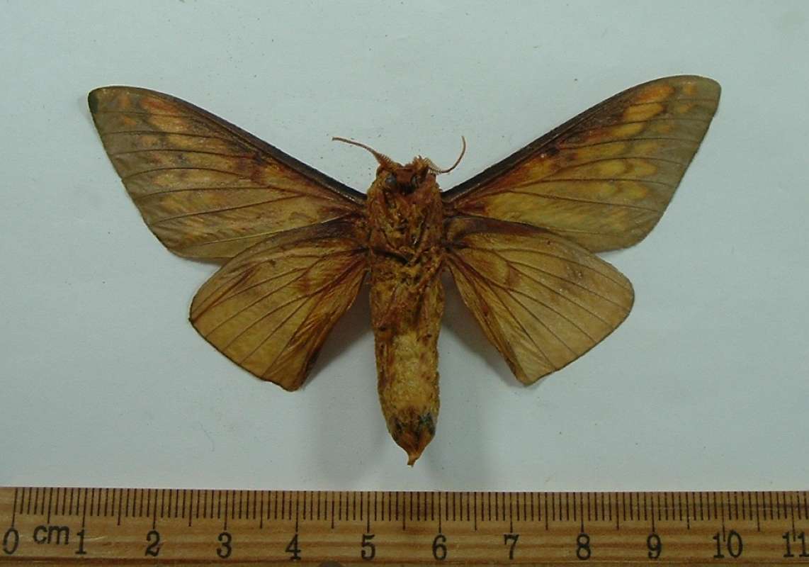 Male - Ventral View<br>(Origin of the Specimen: Santa Catarina, Brazil, 1976)