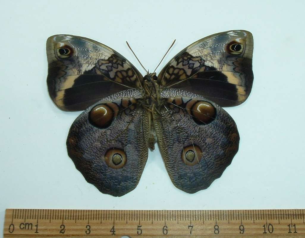 Female - Ventral - Subspecies tamarindi<br>(Origin of the Specimen: Golfeto, Costa Rica)