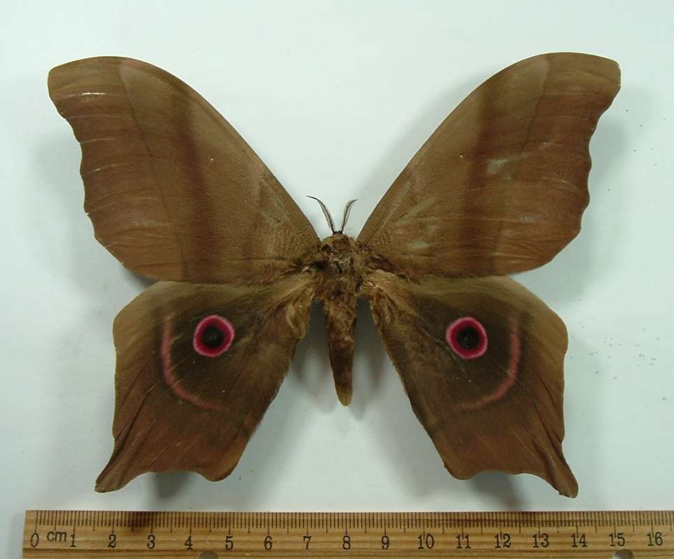 Male - Dorsal View - Dark Form<br>(Origin of the Specimen: Tanzania, June 1999)