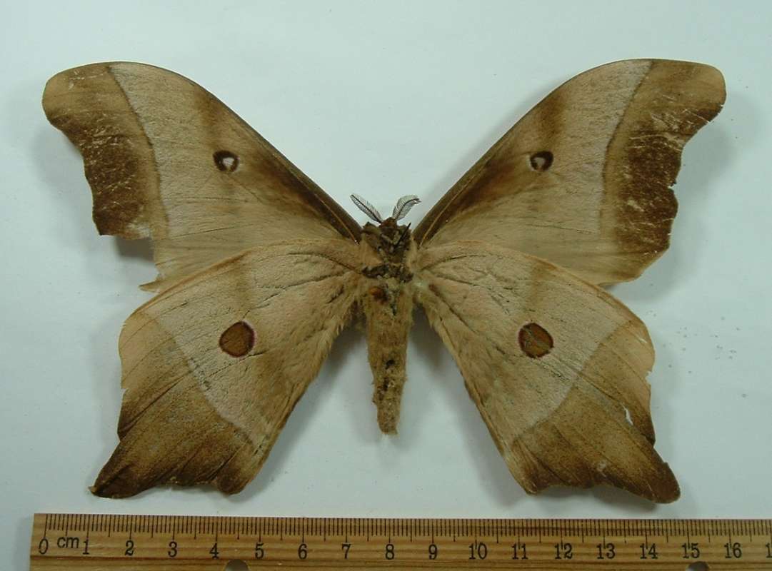 Male - Ventral View - Light Form<br>(Origin of the Specimen: Rodesia, October 1955)