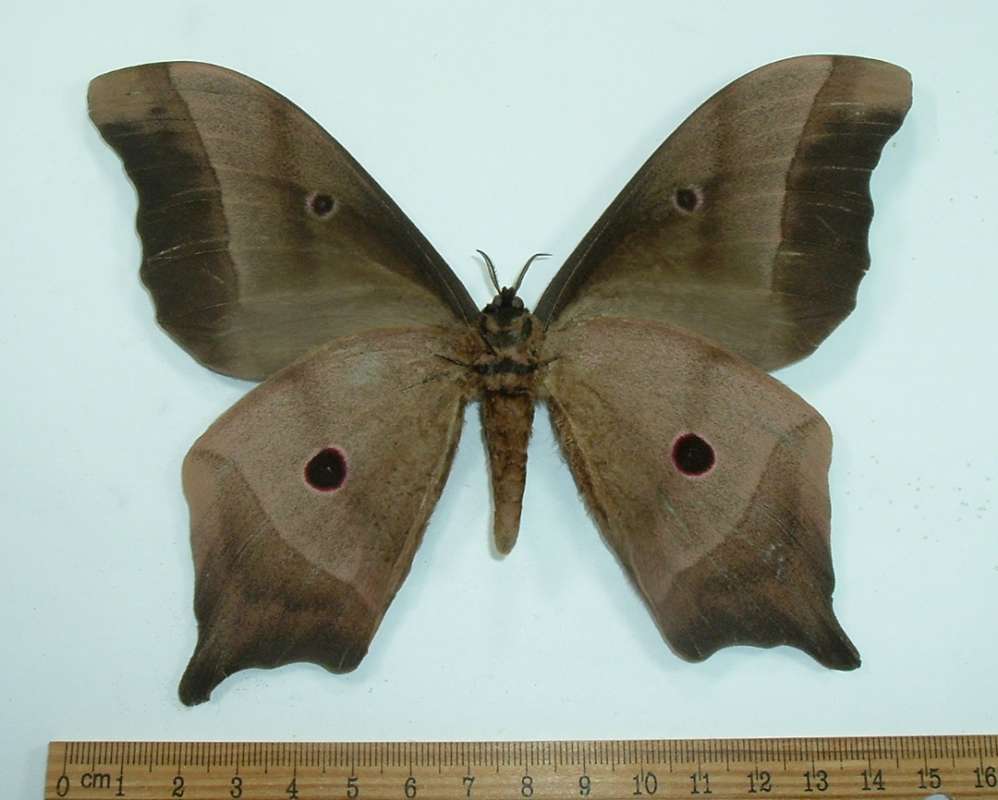 Male - Ventral View - Dark Form<br>(Origin of the Specimen: Tanzania, June 1999)