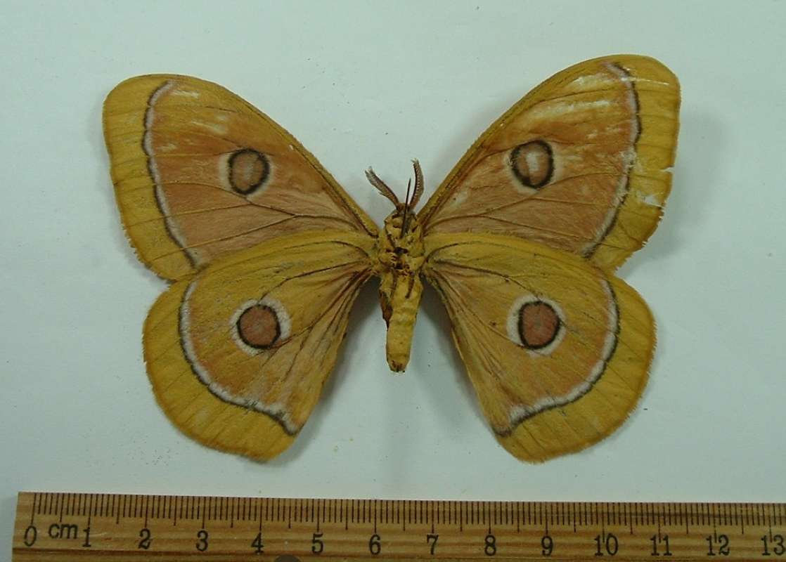 Male - Ventral View