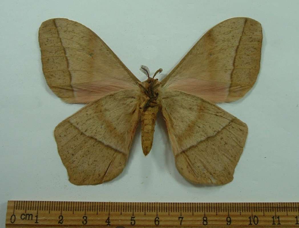 Male - Ventral View<br>(Origin of the Specimen: No Data Supplied)