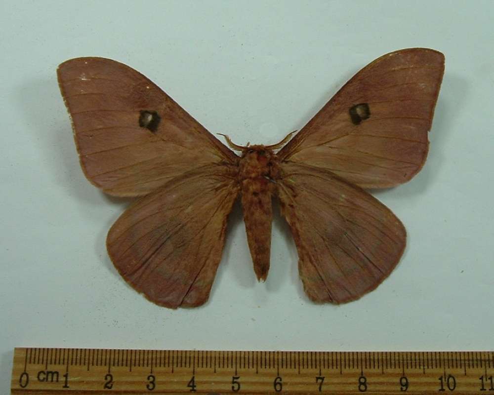 Male - Ventral View<br>(Origin of the Specimen: Specimen without Data)