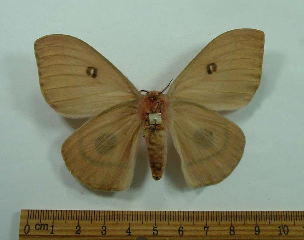 Female - Ventral View<br>(Origin of the Specimen: Belgian Congo, October 1953)