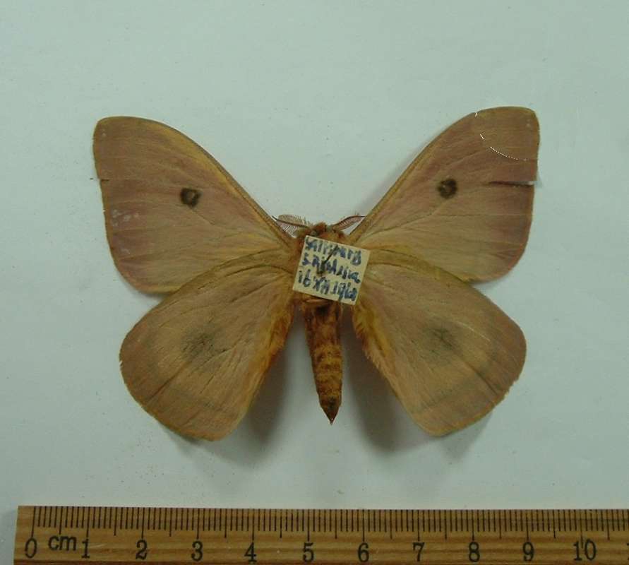 Male - Ventral View (Minor Digital Repair)<br>(Origin of the Specimen: South Rhodesia, Dec. 1960)