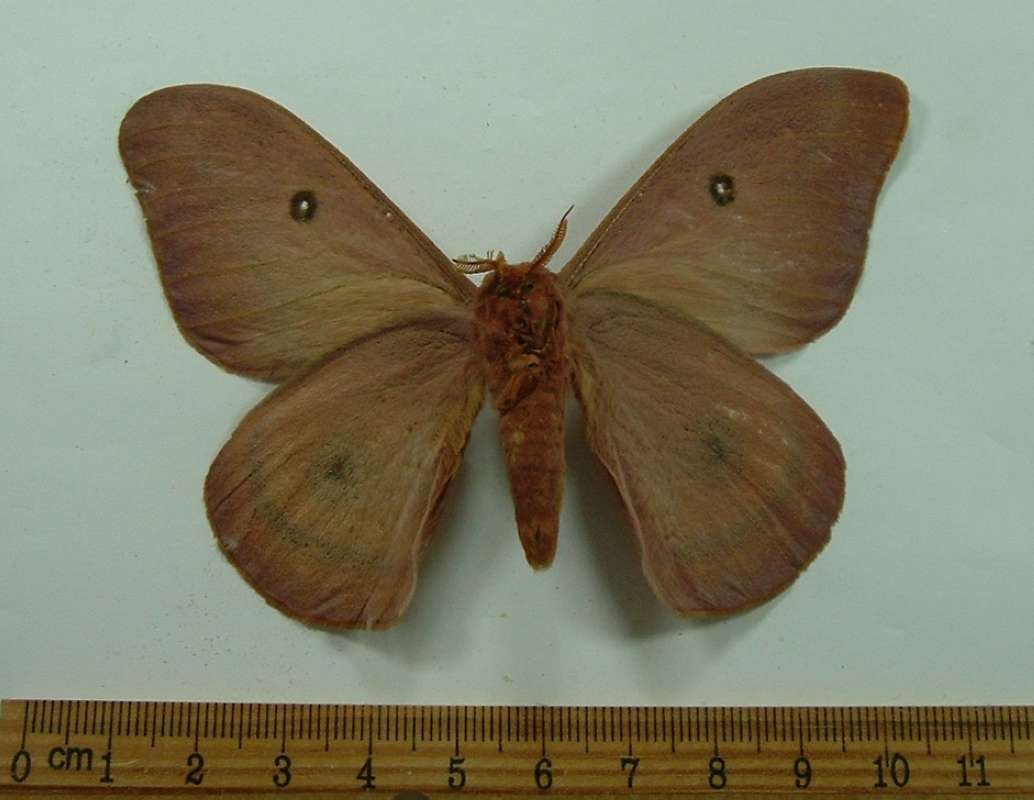 Male - Ventral View<br>(Origin of the Specimen: No Data Supplied)