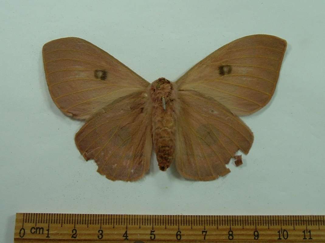 Female - Ventral View - Serious Damage<br>(Origin of the Specimen: No Data Supplied)