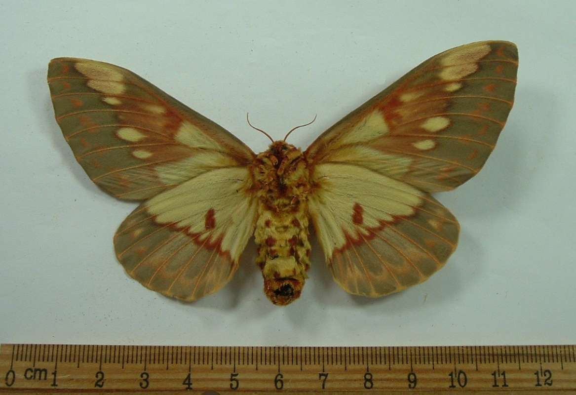 Female - Ventral View<br>(Origin of the Specimen: Bred in Mexico Sept 1982)