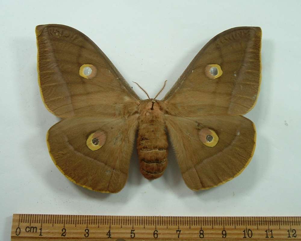 Female - Dorsal View<br>(Origin of the Specimen: Bred in USA prior to 1970)
