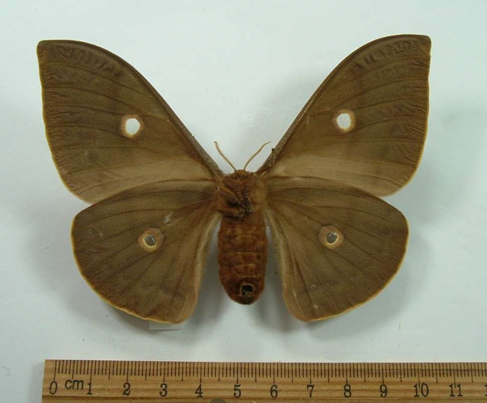 Female - Ventral View<br>(Origin of the Specimen: Bred in USA prior to 1970)