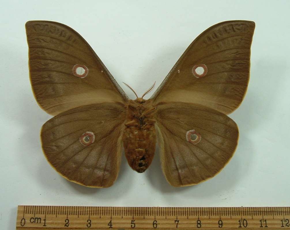 Female - Ventral View<br>(Origin of the Specimen: Bred in Chicago Priot to 1970)