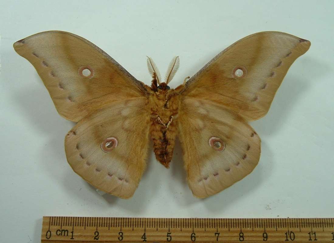 Male - Vetnral View<br>(Origin of the Specimen: Bred in Chicago Prior to 1970)