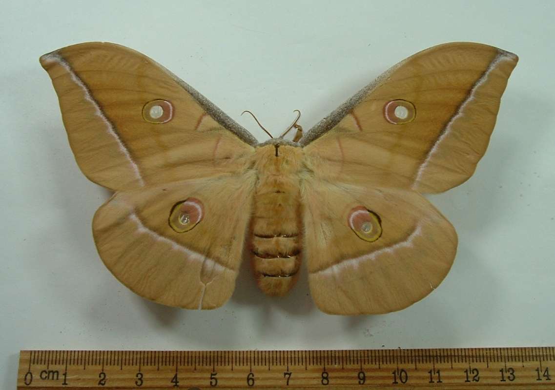 Female - Dorsal View<br>(Origin of the Specimen: Bred in Chicago Prior to 1970)
